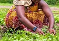 Agricultural Sector Bursaries (AgriSETA, Clover)
