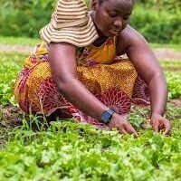 Agricultural Sector Bursaries (AgriSETA, Clover)