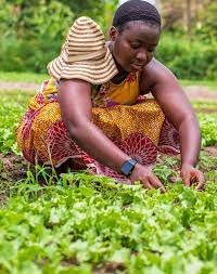 Agricultural Sector Bursaries (AgriSETA, Clover)